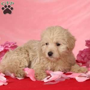 Aden, Toy Poodle Mix Puppy
